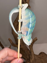 Load image into Gallery viewer, AMBANJA Panther Chameleon: (E9)
