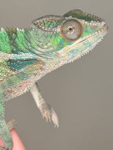 Load image into Gallery viewer, AMBILOBE Panther Chameleon: (E5)