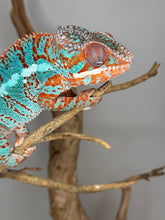 Load image into Gallery viewer, AMBILOBE Panther Chameleon: (K1)