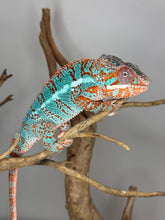 Load image into Gallery viewer, AMBILOBE Panther Chameleon: (K1)