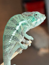 Load image into Gallery viewer, AMBANJA x WC male (I2)