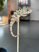 Load image into Gallery viewer, AMBILOBE Panther Chameleon: Sam x Georgia (P10)