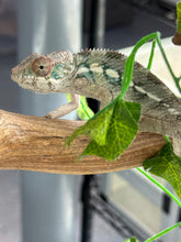 Load image into Gallery viewer, AMBILOBE Panther Chameleon: Frank x Sandy (I8)
