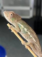 Load image into Gallery viewer, AMBILOBE male: Sam x Georgia (R9)