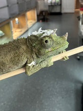 Load image into Gallery viewer, Male Jackson’s Chameleon: I2