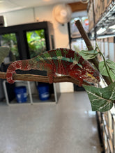 Load image into Gallery viewer, AMBILOBE Male Panther Chameleon: (E12)