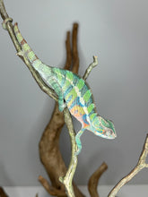 Load image into Gallery viewer, AMBILOBE Panther Chameleon: (E19)