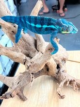 Load image into Gallery viewer, Ambanja male: GOODWIN