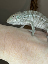 Load image into Gallery viewer, AMBANJA FEMALE Panther Chameleon: Ambanja x Ankify (I10)