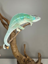 Load image into Gallery viewer, AMBILOBE Panther Chameleon: (E28)