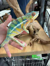 Load image into Gallery viewer, AMBILOBE male: WC Hawkeye x Nugget (J12)