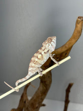 Load image into Gallery viewer, Sambava FEMALE Panther Chameleon: Marley x Mabel šŗ (R18)