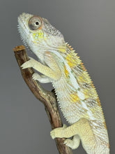 Load image into Gallery viewer, SAMBAVA Panther Chameleon: (E17)