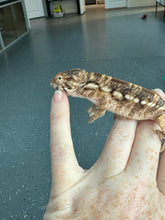 Load image into Gallery viewer, NOSY BE FEMALE Panther Chameleon: 🚺 (S11)