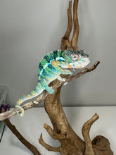 Load image into Gallery viewer, AMBILOBE Panther Chameleon: (J2)