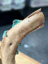 Load image into Gallery viewer, AMBANJA/NOSY FALY male (E16)