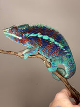 Load image into Gallery viewer, AMBANJA Panther Chameleon: (J6)