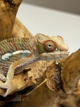 Load image into Gallery viewer, Ambilobe Male (R9)