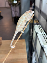Load image into Gallery viewer, AMBANJA FEMALE Panther Chameleon: Dubois x Ellie (S2)