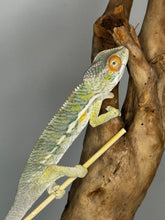 Load image into Gallery viewer, AMBILOBE male: Sam x Amie (S1)