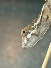 Load image into Gallery viewer, SAMBAVA Panther Chameleon: Marley x Mabel (R12)