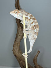 Load image into Gallery viewer, Sambava FEMALE Panther Chameleon: šŗ (S9)