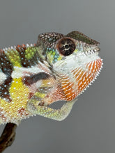 Load image into Gallery viewer, SAMBAVA Panther Chameleon: (E11)