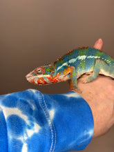 Load image into Gallery viewer, AMBILOBE Panther Chameleon: (J5)