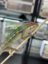 Load image into Gallery viewer, AMBILOBE Panther Chameleon: Magnus x Skittles (R3)