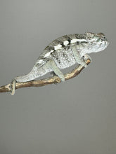 Load image into Gallery viewer, SAMBAVA Panther Chameleon: (E5)