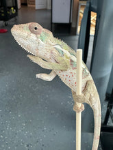 Load image into Gallery viewer, AMBILOBE Panther Chameleon: Sam x Georgia (P9)