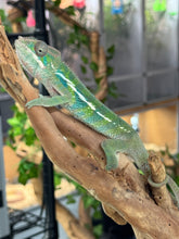 Load image into Gallery viewer, AMBILOBE Panther Chameleon: Frank x Sandy (C5)