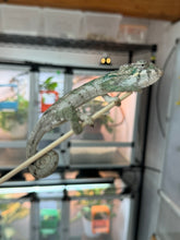 Load image into Gallery viewer, AMBILOBE Panther Chameleon: Magnus x Emma (R5)
