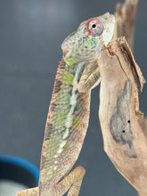Load image into Gallery viewer, AMBILOBE Panther Chameleon: Starburst x Shirin (R3)