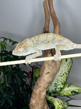 Load image into Gallery viewer, AMBILOBE FEMALE Panther Chameleon: Rogue x Phoenix (S12)