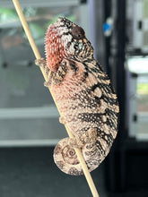 Load image into Gallery viewer, Ambilobe FEMALE: Sunny D x Skittles 🚺 (S4)