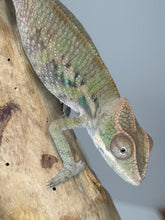 Load image into Gallery viewer, AMBILOBE male: Starburst x Voodoo (E14)