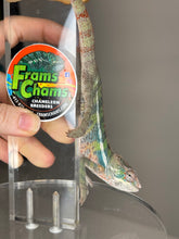 Load image into Gallery viewer, AMBILOBE Panther Chameleon: (E22)