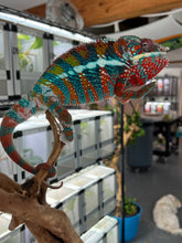 Load image into Gallery viewer, AMBILOBE male: WC Hawkeye x Nugget (J3)