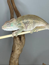 Load image into Gallery viewer, AMBILOBE Panther Chameleon male: (E1)