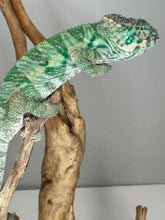 Load image into Gallery viewer, AMBILOBE Panther Chameleon: (E29)