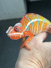 Load image into Gallery viewer, AMBILOBE male: Dax x “Whiskey Girl” (J9)