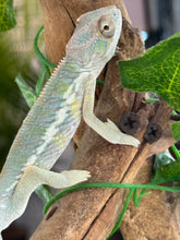Load image into Gallery viewer, AMBILOBE Panther Chameleon: Frank x Sandy (J7)