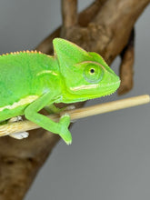 Load image into Gallery viewer, FEMALE Veiled Chameleon (I16)