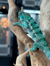 Load image into Gallery viewer, AMBANJA/NOSY FALY male (E16)