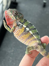 Load image into Gallery viewer, Ambilobe male: Flash x Lucia (P4)