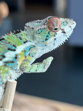 Load image into Gallery viewer, Ambilobe male: Sam x Georgia (R3)
