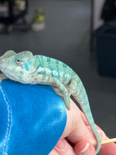 Load image into Gallery viewer, AMBANJA/NOSY FALY male (I5)