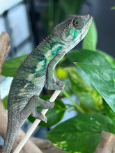 Load image into Gallery viewer, Ambilobe male: Flash x Rocky (R2)