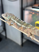 Load image into Gallery viewer, AMBANJA/NOSY FALY male (R6)